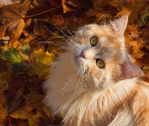 Kotek, Jesień, Liście