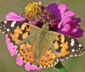 Cynia, Kwiat, Motyl, Rusałka osetnik