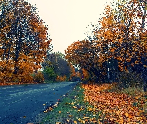 Liście, Kolorowe, Droga, Jesień
