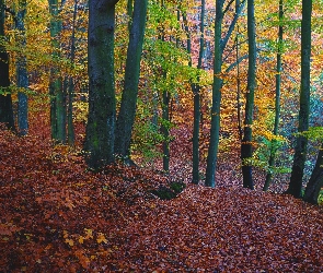 Las, Drzewa, Jesień