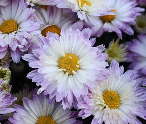 Chryzantema, Kwiaty