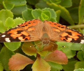 Motyl, Rusałka osetnik, Owady