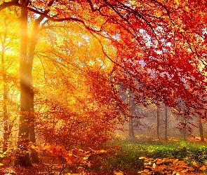 Drzewa, Las, Jesień, Promienie, Słońca, Mgła, Poranek