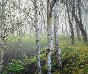 Brzozowy, Brzozy, Mgła, Las