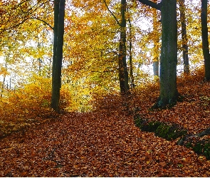 Jesień, Drzewa, Las