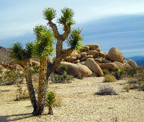 Kamienie, Listna, Jukka, Krótko