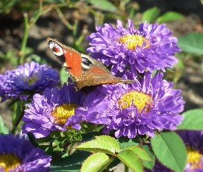 Astry, Kwiaty, Motyl, Rusałka pawik