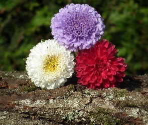 Kwiaty, Astry, Przyroda