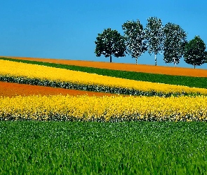 Żółte, Trawa, Drzewa, Rzepak