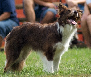 Collie, Border, Czekoladowo, Biały