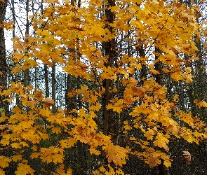 Liście, Żółte, Las, Jesień
