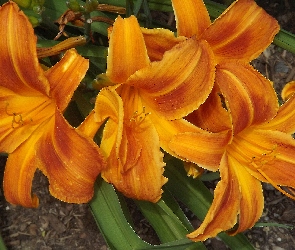 Liliowce, Pomarańczowe, Kwiaty