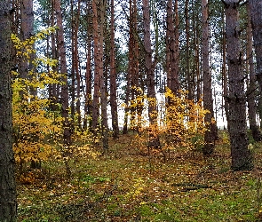 Las, Jesień