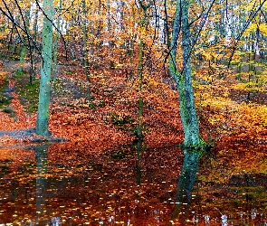 Staw, Drzewa, Las, Jesień