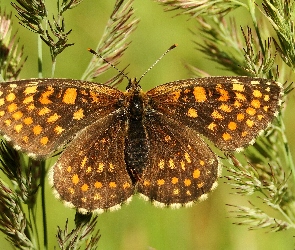 Motyl, Przeplatka atalia