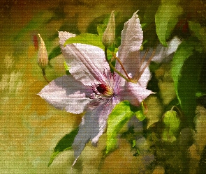 Obraz, Światło, Kwiat, Clematis