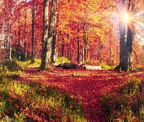 Las, Promienie słońca, Jesień