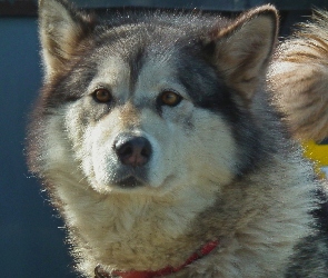 Alaskan Malamute, Pies