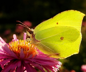 Motyl, Aster, Kwiat, Latolistek cytrynek