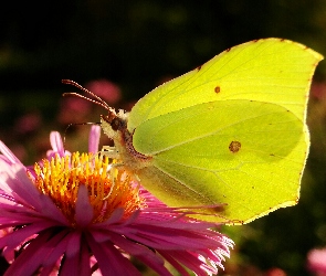Aster, Kwiat, Motyl, Latolistek cytrynek
