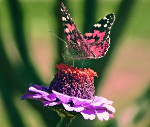 Cynia, Kwiat, Motyl, Rusałka osetnik