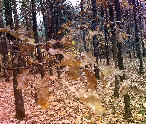 Dębu, Gałązki, Las, Jesień