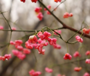 Trzmielina, Owoce, Gałązka, Różowe