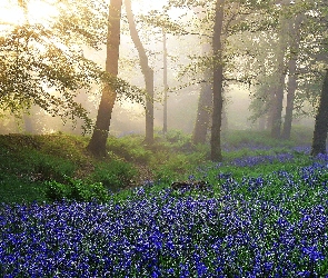 Mgła, Łaka, Słońca, Promienie, Las