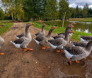 Gęsi, Las, Staw, Droga