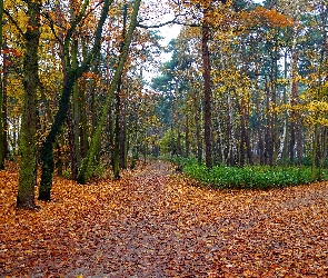Park, Drzewa, Alejki, Droga, Jesień