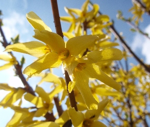 Forsycja, Makro, Kwiaty