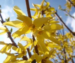 Kwiaty, Makro, Forsycja