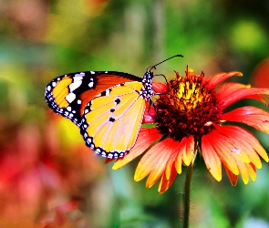 Makro, Monarch, Motyl