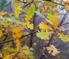 Dąb, Liście, Jesień, Gałązki