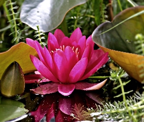 Liście, Rośliny, Kwiat, Lilia wodna