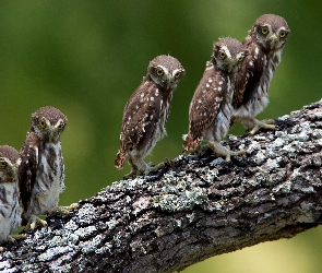 Sowy, Konar