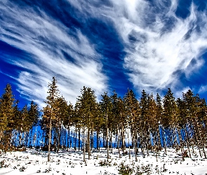 Drzewa, Obłoki, Niebo, Śnieg, Las
