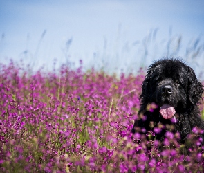 Pies, Nowofundland, Kwiaty, Łąka