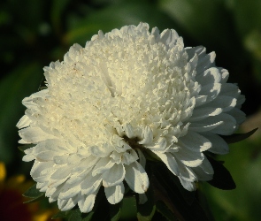 Kwiat, Aster, Przyroda