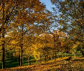 Jesień, Park, Niebo, Liście, Ławka, Drzewa