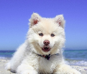 Pies, Plaża, Morze
