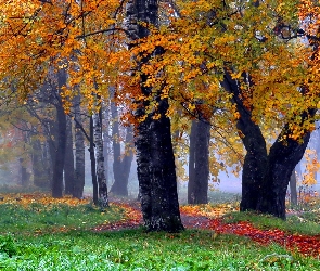 Jesień, Mgła, Drzewa, Las, Liście, Ścieżka