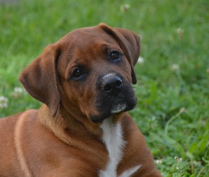 Pies, Rhodesian ridgeback, Szczeniak