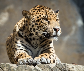 Jaguar, Drewno