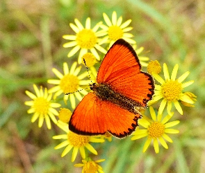 Żółte, Kwiatki, Motyl, Owad, Modraszek, Czerwończyk dukacik