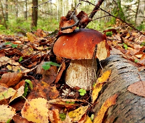 Drzewa, Liście, Jesień, Grzyby