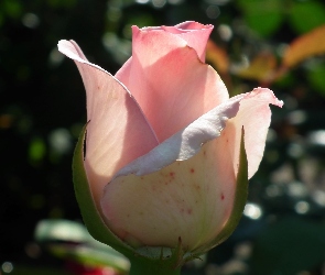 Różowa, Róża, Przyroda, Kwiat