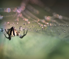 Pająk, Bokeh, Krople, Pajęczyna