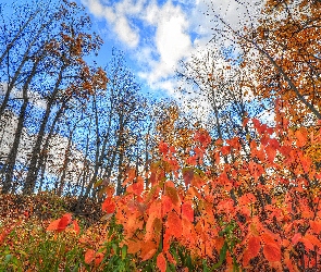 Liście, Czerwone, Jesień, Drzewa