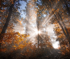 Las, Drzewa, Światło, Przebijające, Jesień